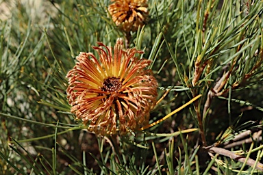 APII jpeg image of Banksia sphaerocarpa var. caesia  © contact APII