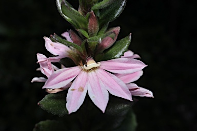 APII jpeg image of Scaevola 'Sitting Pretty'  © contact APII