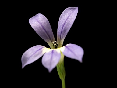 APII jpeg image of Isotoma  © contact APII