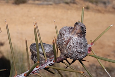 APII jpeg image of Hakea decurrens subsp. decurrens  © contact APII