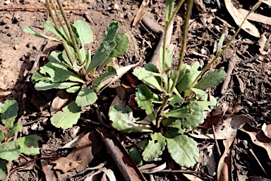 APII jpeg image of Brachyscome spathulata  © contact APII