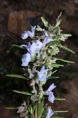 APII jpeg image of Rosmarinus officinalis  © contact APII