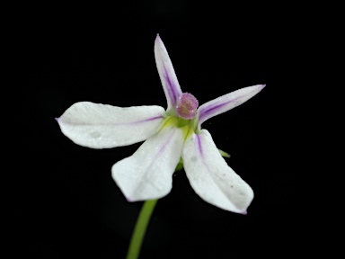 APII jpeg image of Lobelia purpurascens  © contact APII