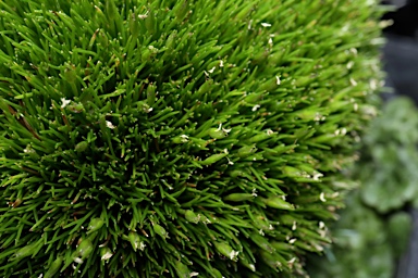 APII jpeg image of Centrolepis monogyna  © contact APII