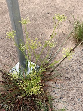 APII jpeg image of Petroselinum crispum  © contact APII