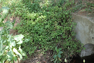 APII jpeg image of Geranium purpureum  © contact APII