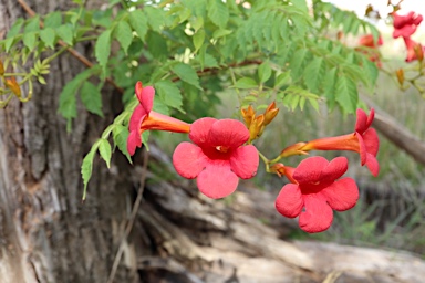 APII jpeg image of Campsis radicans  © contact APII