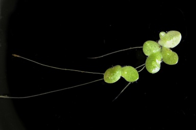 APII jpeg image of Lemna disperma  © contact APII