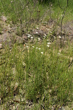 APII jpeg image of Actinotus minor  © contact APII