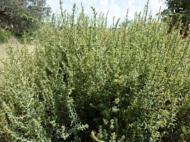 APII jpeg image of Sclerolaena muricata var. semiglabra  © contact APII