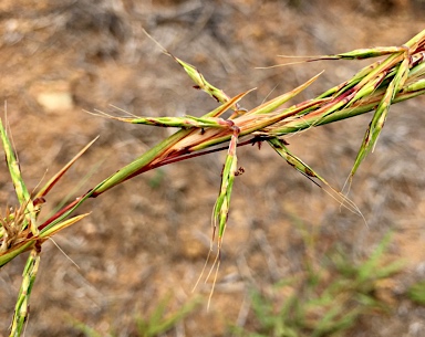 APII jpeg image of Cymbopogon refractus  © contact APII