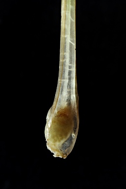 APII jpeg image of Isoetes muelleri  © contact APII