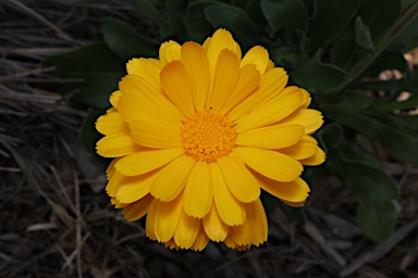 APII jpeg image of Calendula officinalis  © contact APII