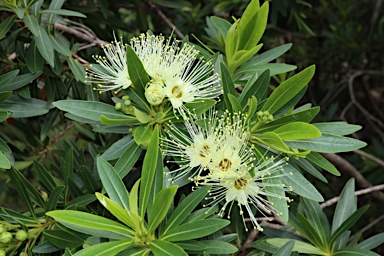 APII jpeg image of Xanthostemon verticillatus  © contact APII