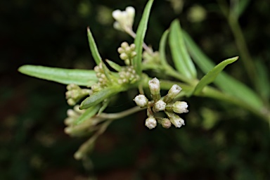 APII jpeg image of Boerhavia burbidgeana  © contact APII