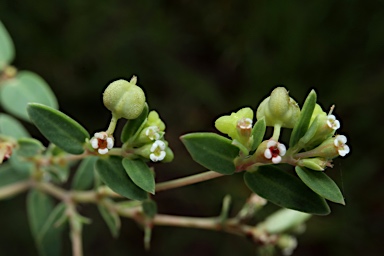 APII jpeg image of Euphorbia biconvexa  © contact APII