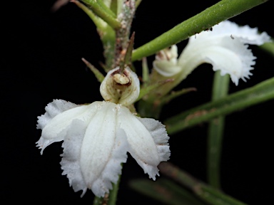 APII jpeg image of Goodenia disperma  © contact APII