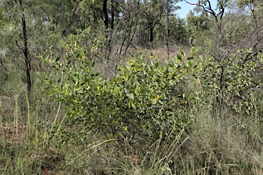 APII jpeg image of Acacia umbellata  © contact APII