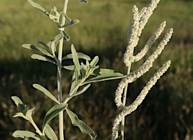 APII jpeg image of Aerva javanica  © contact APII