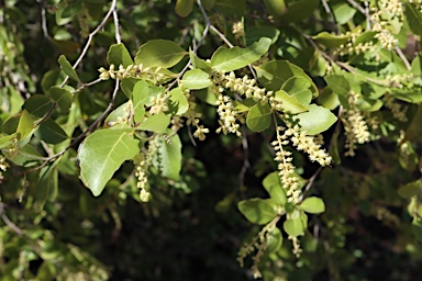 APII jpeg image of Homalium brachybotrys  © contact APII