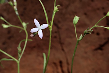 APII jpeg image of Oldenlandia mitrasacmoides subsp. nigricans  © contact APII