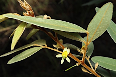 APII jpeg image of Lamprolobium fruticosum  © contact APII