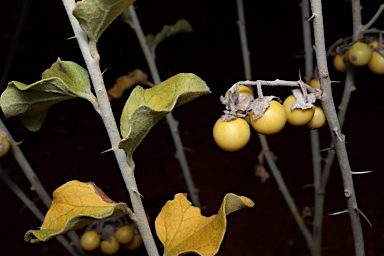 APII jpeg image of Solanum oligacanthum  © contact APII