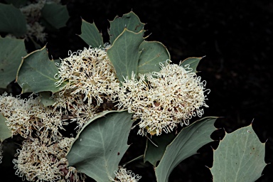 APII jpeg image of Hakea cristata  © contact APII