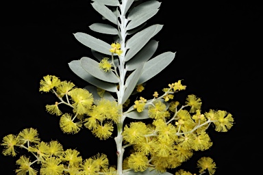 APII jpeg image of Acacia covenyi  © contact APII