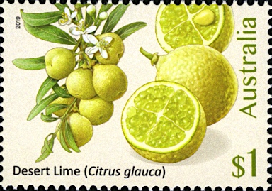 APII jpeg image of Citrus glauca  © contact APII