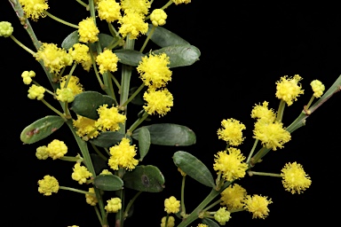APII jpeg image of Acacia acinacea  © contact APII