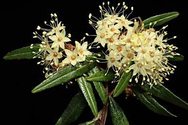 APII jpeg image of Phebalium sylvaticum  © contact APII