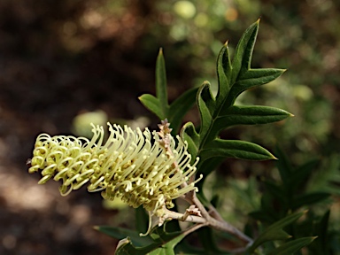 APII jpeg image of Grevillea willisii  © contact APII