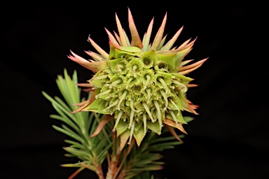 APII jpeg image of Darwinia acerosa  © contact APII