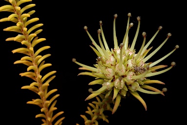 APII jpeg image of Darwinia ferricola  © contact APII