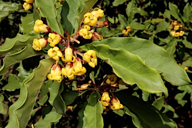 APII jpeg image of Pittosporum revolutum  © contact APII