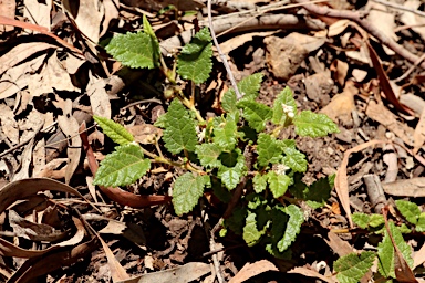 APII jpeg image of Commersonia prostrata  © contact APII