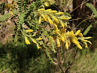 APII jpeg image of Sophora fraseri  © contact APII