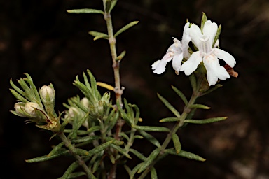 APII jpeg image of Westringia eremicola  © contact APII