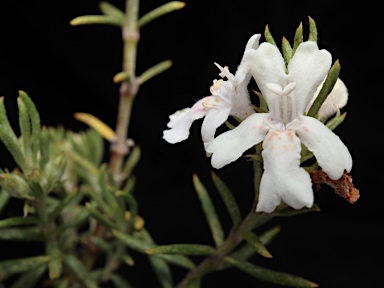 APII jpeg image of Westringia eremicola  © contact APII