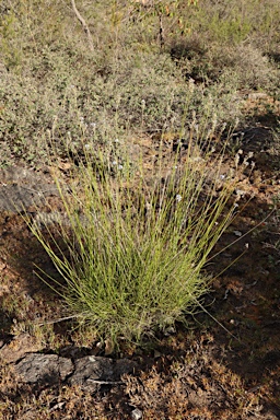 APII jpeg image of Conospermum huegelii  © contact APII