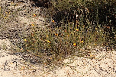 APII jpeg image of Jacksonia lehmannii  © contact APII