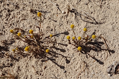 APII jpeg image of Angianthus  © contact APII