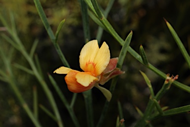 APII jpeg image of Jacksonia sternbergiana  © contact APII