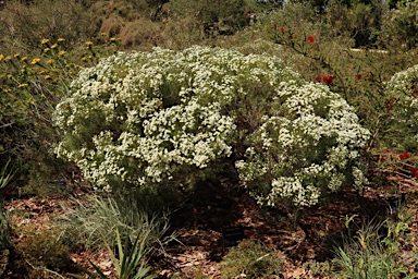 APII jpeg image of Chamelaucium uncinatum  © contact APII