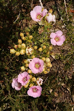 APII jpeg image of Pileanthus limacis  © contact APII