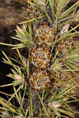APII jpeg image of Allocasuarina pinaster  © contact APII