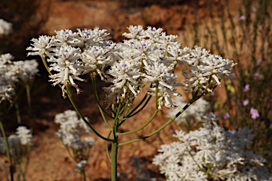 APII jpeg image of Conospermum brownii  © contact APII