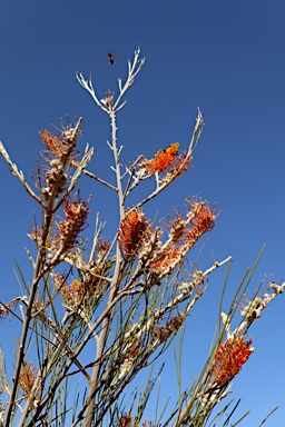 APII jpeg image of Grevillea excelsior  © contact APII