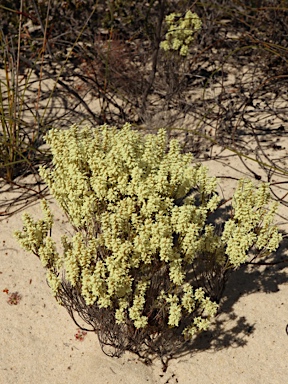 APII jpeg image of Oligarrhena micrantha  © contact APII